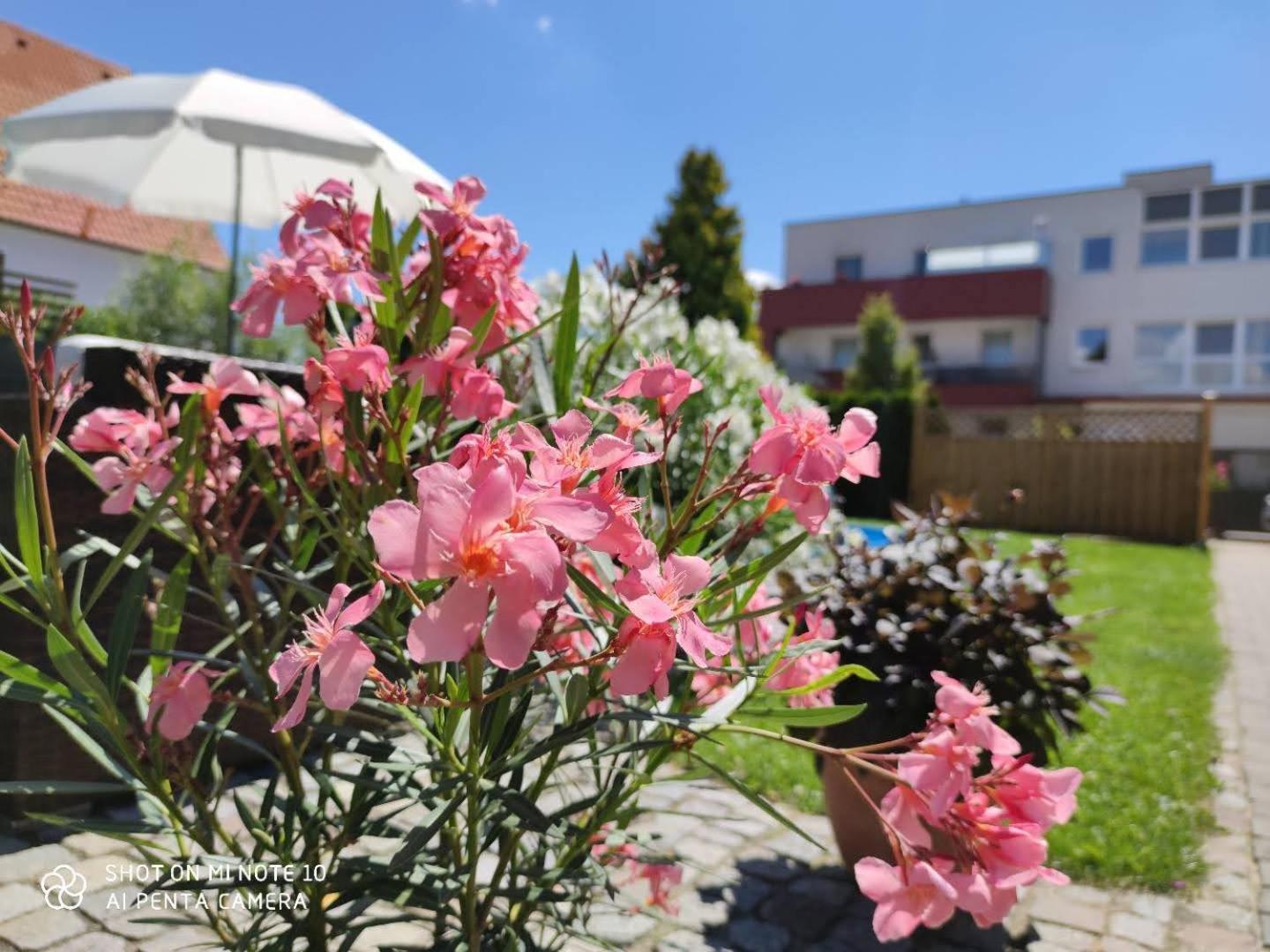 Appartement Ferienhaus Sonnenhain Sollenau Exteriör bild